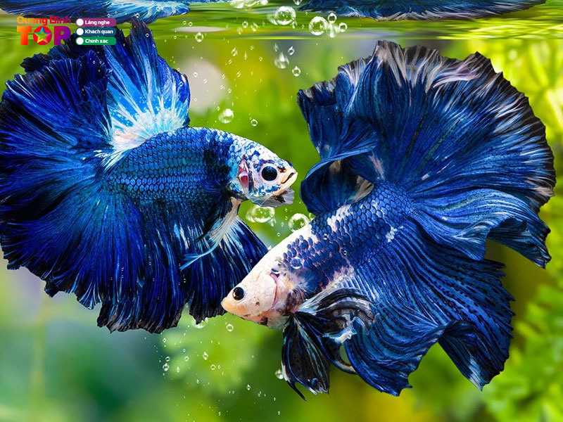 Mot-so-tieu-chi-khi-chon-cua-hang-de-mua-ca-canh-quangbinhtoplist