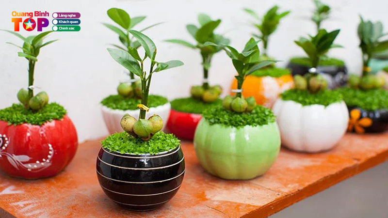 thumbnail-cay-canh-quangbinhtoplist