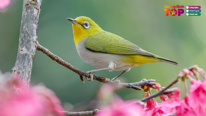 Thumbnail-cua-hang-chim-canh-quangbinhtoplist