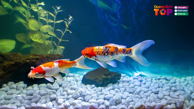 thumbnail-tiem-ca-canh-quangbinhtoplist