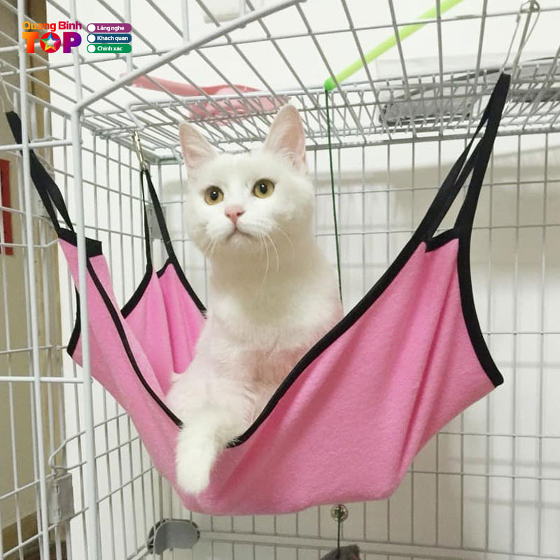 Khach-san-thu-cung-kingvet-quangbinhtoplist