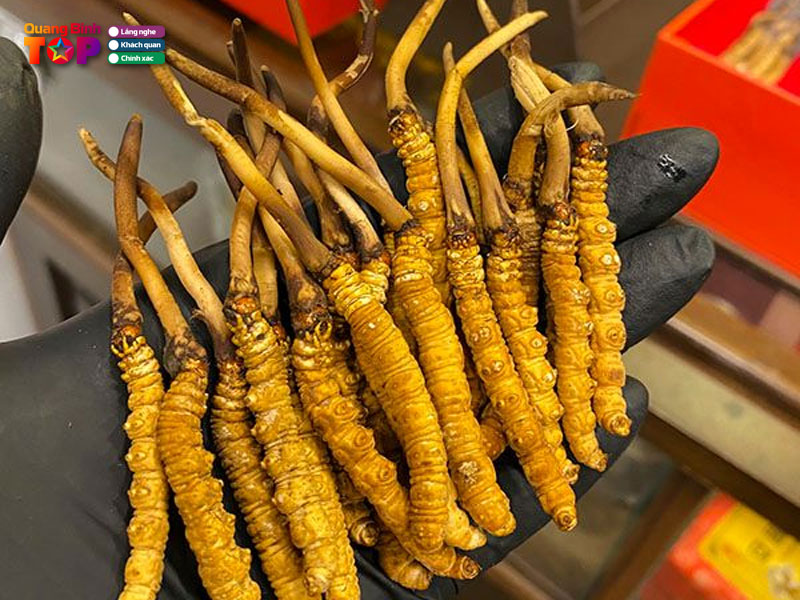 Cau-hoi-thuong-gap-ve-dong-trung-ha-thao-tai-quang-binh-quangbinhtoplist
