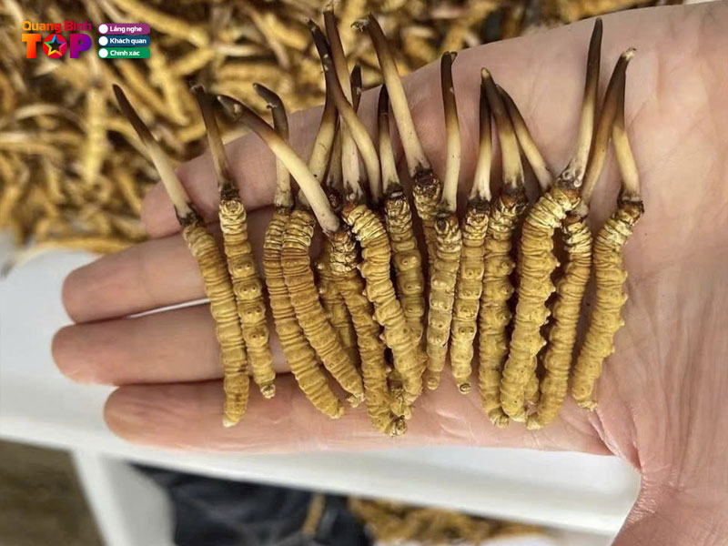 Huong-dan-lua-chon-va-meo-trai-nghiem-tu-dan-ban-dia-quangbinhtoplist