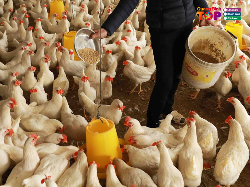 Dai-ly-thuc-an-chan-nuoi-doan-rong-quangbinhtoplist