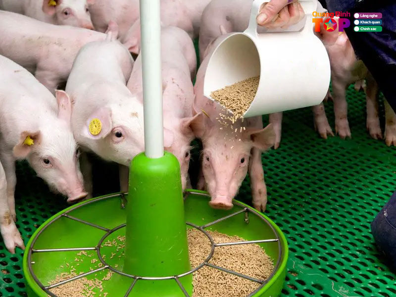 Dai-ly-thuc-an-chan-nuoi-hiep-thuyet-quangbinhtoplist