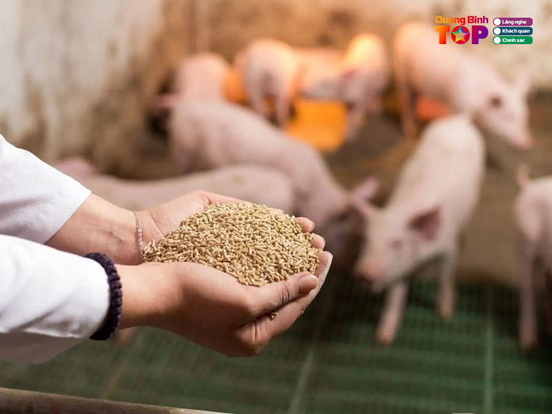 Dai-ly-thuc-an-chan-nuoi mai-bao-quangbinhtoplist