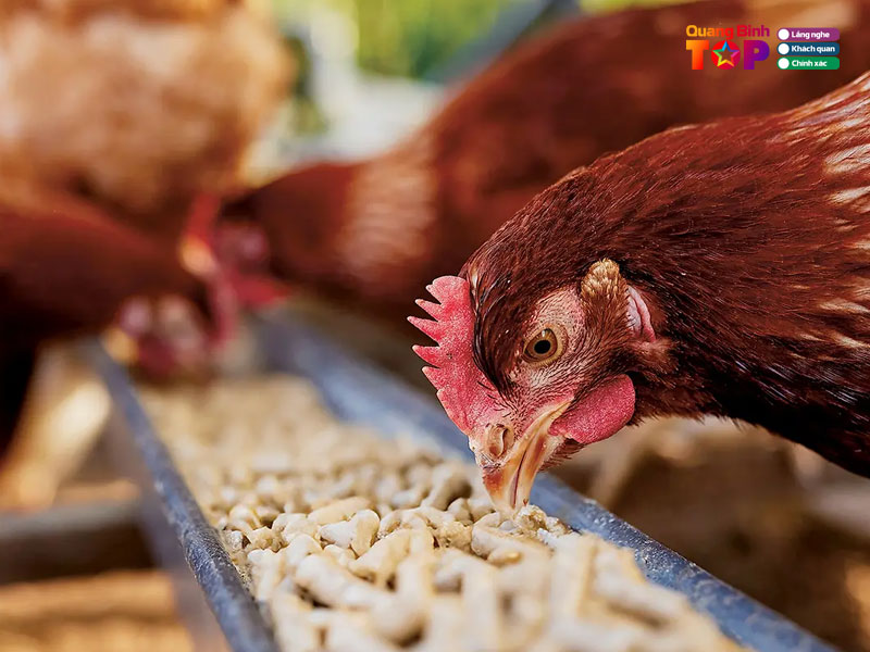 Dai-ly-thuc-an-chan-nuoi-quangbinhtoplist