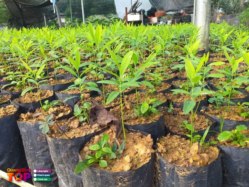 Cay-giong-chung-huan-quangbinhtoplist