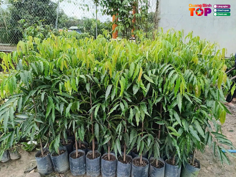 Cay-giong-duc-hung-quangbinhtoplist