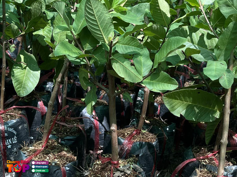 Cay-giong-ngoc-lam-quangbinhtoplist