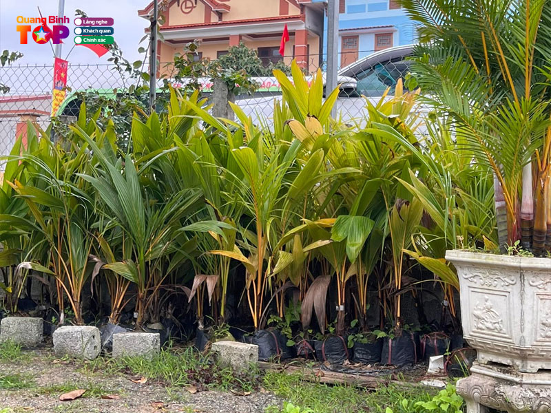 Cong-ty-cay-giong-duc-huy-quangbinhtoplist