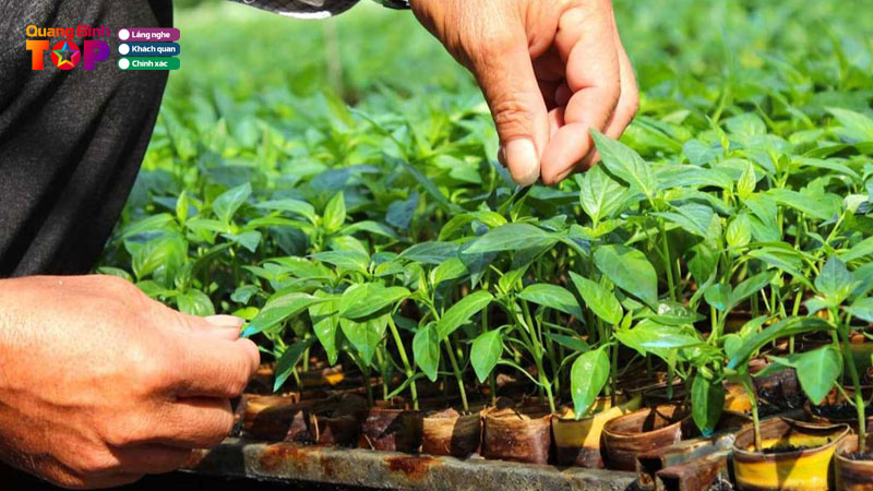 Top-10-dia-chi-cung-cap-cay-giong-o-quang-binh-pho-bien-hien-nay-quangbinhtoplist