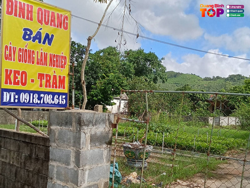 Vuon-uom-cay-giong-dinh-quang-quangbinhtoplist