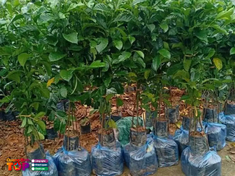 Vuon-uom-cay-giong-hoang-phuong-quangbinhtoplist