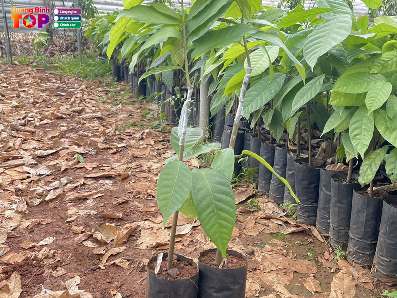 Vuon-uom-cay-giong-luyen-luong-quangbinhtoplist