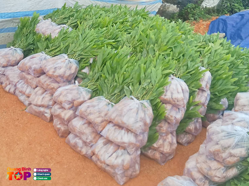 Vuon-uom-cay-giong-quang-anh-quangbinhtoplist