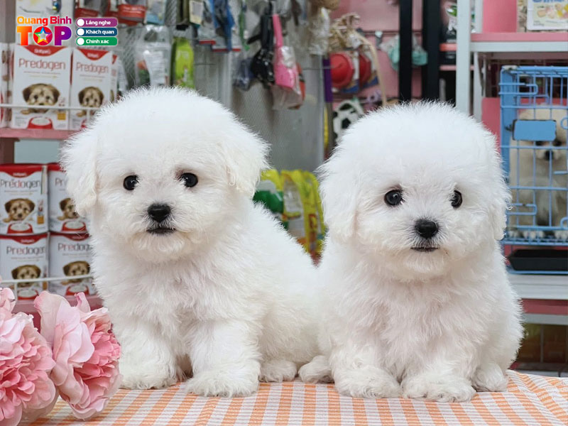 Mire-pet-shop-quangbinhtoplist